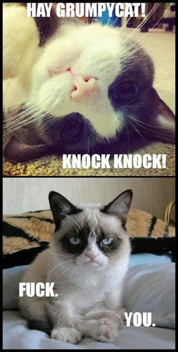 Knock knock | Grumpy cat, Crazy cats, Feline