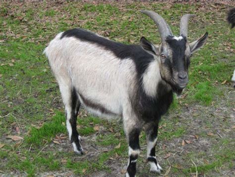 Alpine Goat: Origin, Characteristics, Uses