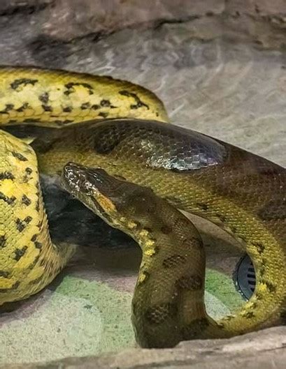 Largest Anaconda Snake Ever Found