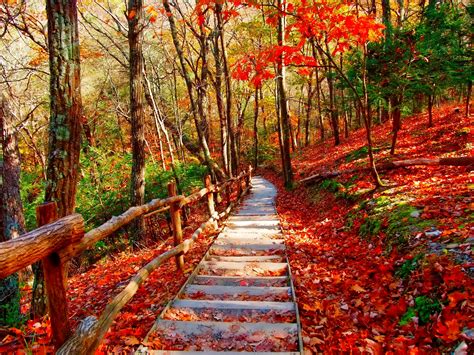 Autumn Forest Pathway HD Wallpaper