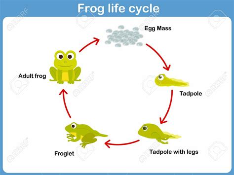 Simple Life Cycle Of Frog Diagram