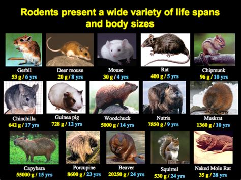 What type of mice species are in New Jersey?