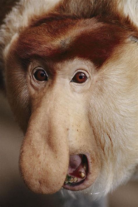 Proboscis Monkeys The males have big noses to make horn like sounds out ...