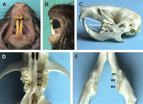 Anatomy and Disorders of the Oral Cavity of Rat-like and Squirrel-like ...