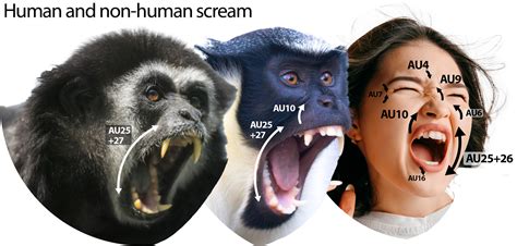 Revisiting Darwin's comparisons between human and non-human primate ...