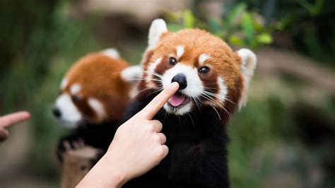 Cute red panda with human! : r/redpandas