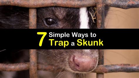 7 Simple Ways to Trap a Skunk