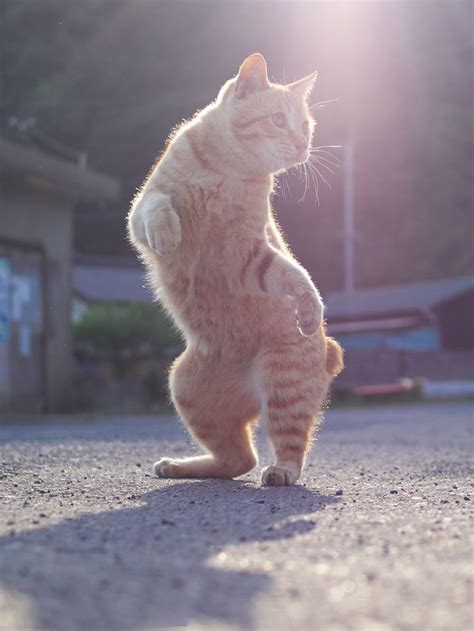 30 Of The Funniest Dancing Cat Pics | にゃんこ, 猫, 美しい猫