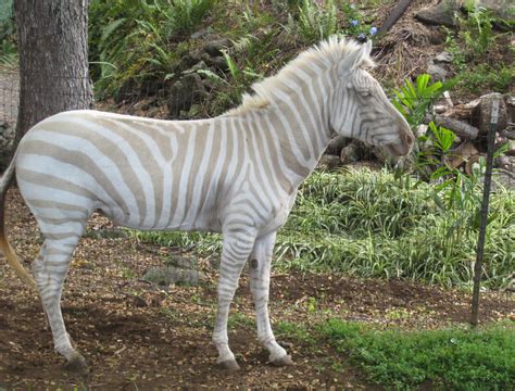 Rare Colored Zebras | HubPages