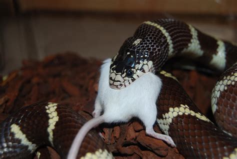 Kingsnake feeding time by antonioshadow on DeviantArt