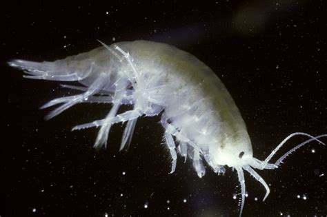 Marine amphipods increase micro-plastic pollution - Cosmos Magazine