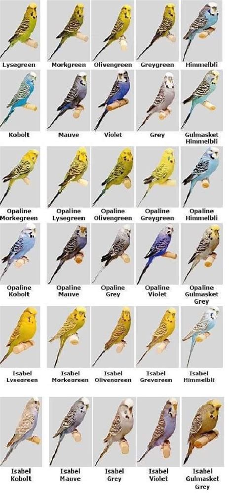 Budgie Elegance: Preening and Grooming Insights | Budgies bird, Types ...