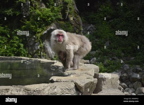 Snow monkeys in Nagano, Japan Stock Photo - Alamy