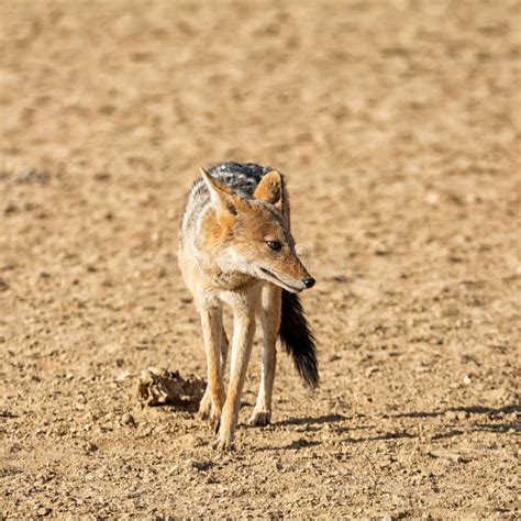 Black-backed Jackal stock photo. Image of grass, brown - 225069210