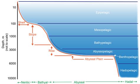 Ocean Zones Diagram