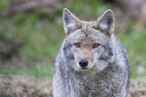 Here to stay: Coyotes in Urban Areas – Sheridan Sun