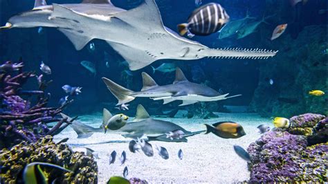 Sydney Aquarium, Sydney - Book Tickets & Tours | GetYourGuide