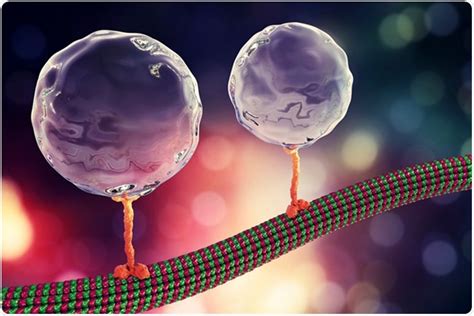 What is Kinesin?