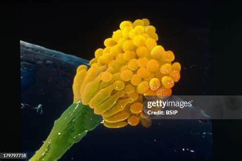 88 Aspergillus Fumigatus Stock Photos, High-Res Pictures, and Images ...