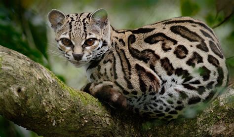 Margay facts, distribution & population | BioDB