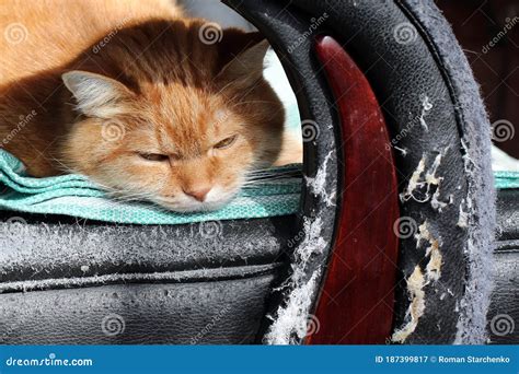 Male Shelter Cat Destroying Furniture with Front Claws Stock Image ...