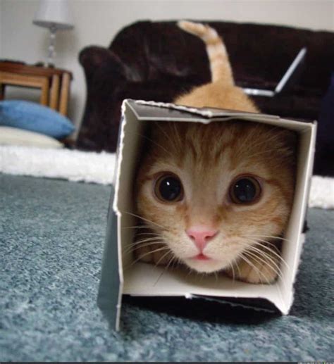 20 Of The Funniest Pictures Of Cats In Boxes