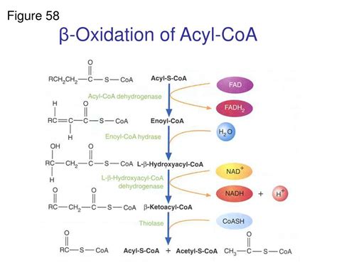 PPT - Lipid Structure and Metabolism PowerPoint Presentation, free ...