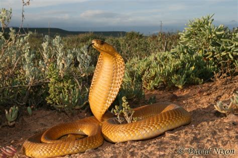 Cape Cobra Facts and New Pictures-Images | The Wildlife