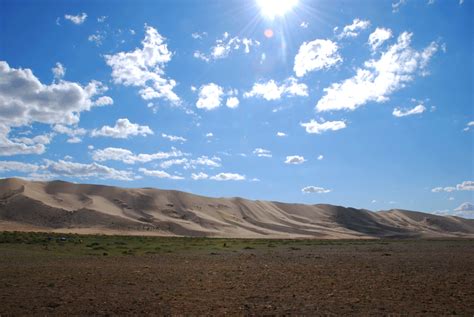 Plants of the Gobi Desert