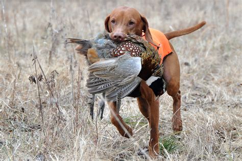 Quail Hunting Conditions - Premier Quail Hunting