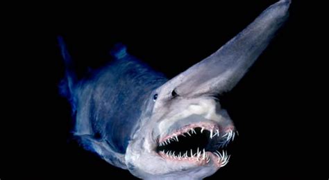 Shocking Photos Of Some Of The World's Most Bizarre Deep Sea Creatures