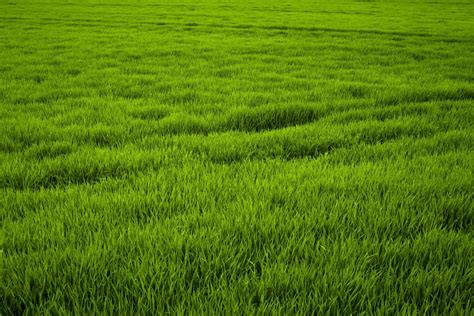 Grass Field Wallpapers - Top Free Grass Field Backgrounds - WallpaperAccess