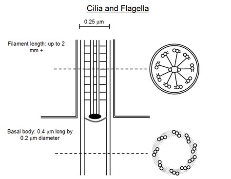 Structure of Flagellum