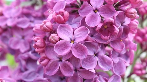 fleurs lilas pourpres-Haute Qualité HD Fonds d'écran Aperçu ...