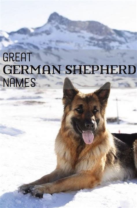 Good German Shepherd Name Ideas | PetHelpful