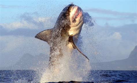 Great White Sharks Including 15-foot, 2,000 Pound Behemoth Are ...