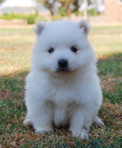 Japanese Spitz - Puppies, Rescue, Pictures, Information, Temperament ...