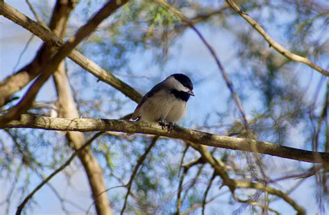 Carolina Chickadee - eMuseum of Natural History