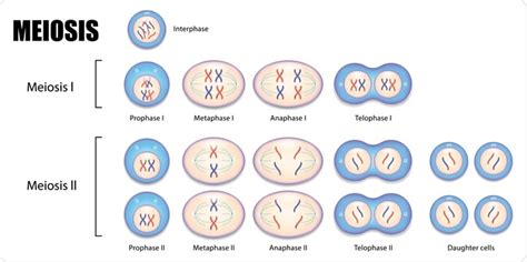 Somatic Cell Diagram