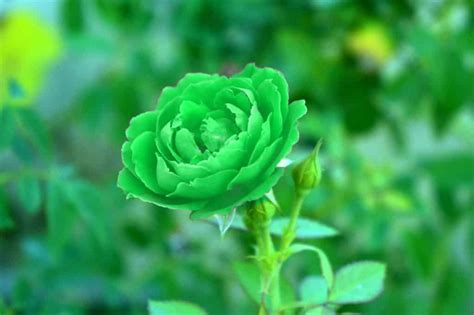 Green Rose Flower Meaning & Symbolism (Hope & Healing)