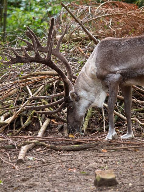 Male Reindeer In Natural Habitat Royalty Free Stock Images - Image ...