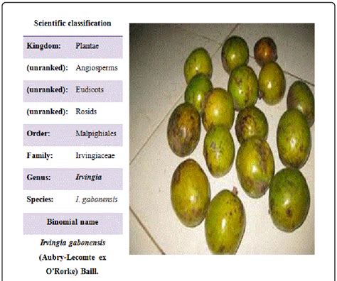 Overview on Irvingia gabonensis. | Download Scientific Diagram