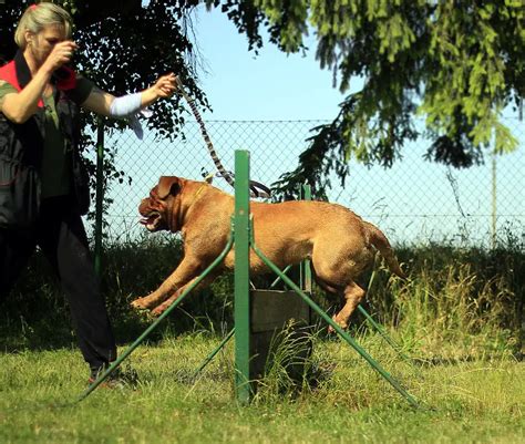 Training your English Mastiff - Mastiff Training Guide - MastiffWeb