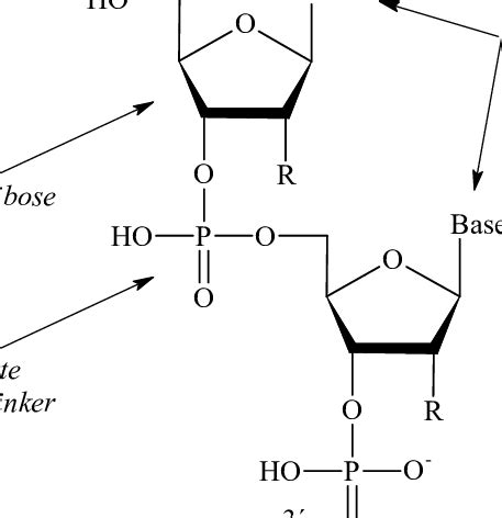 1. Chemical structure of DNA (RNA). | Download Scientific Diagram