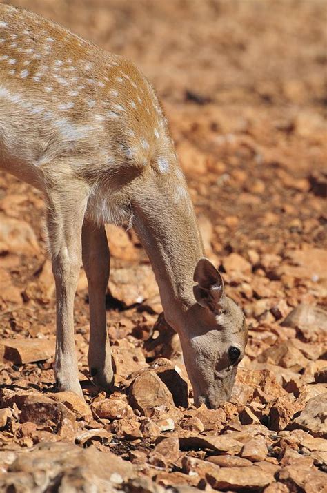 Persian Fallow Deer Photograph by Photostock-israel - Pixels