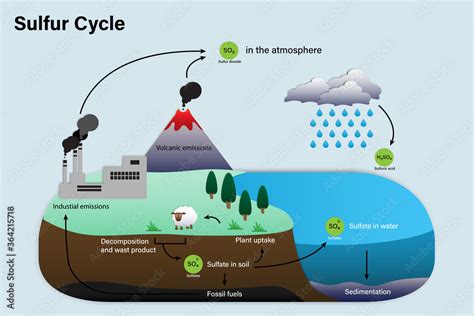 Diagram of Sulfur cycle Stock Vector | Adobe Stock