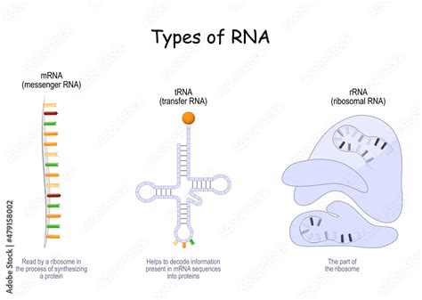 Ribosomal Rna Diagram