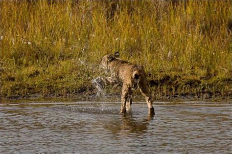 Wild Lynx Hunting (9 pics) - Izismile.com