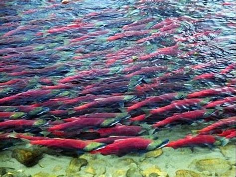 salmon migration - YouTube