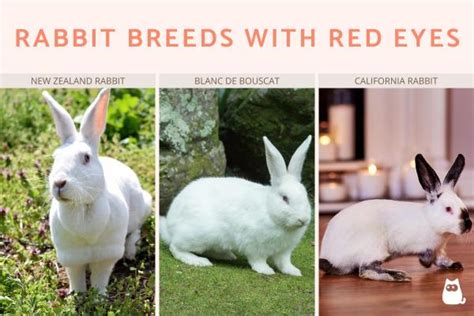 Red Eye in Rabbits - Causes and Treatment With Red Eye Rabbit Breeds